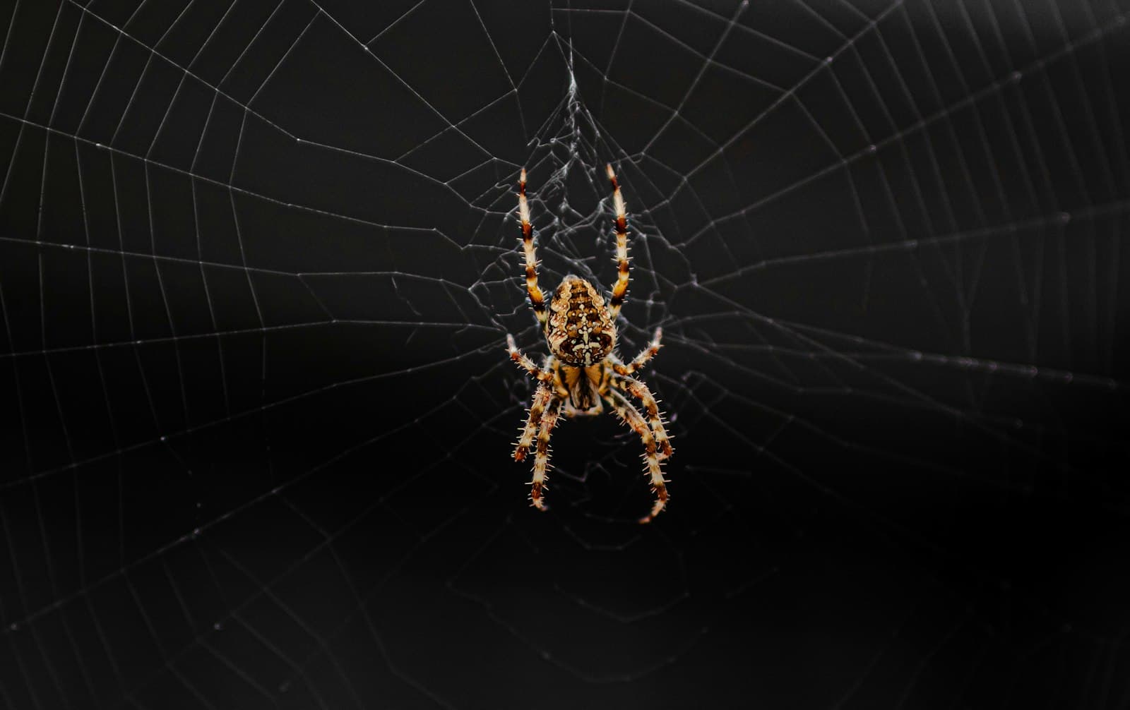 Design a web crawler